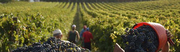 The Cali Law Firm, APC