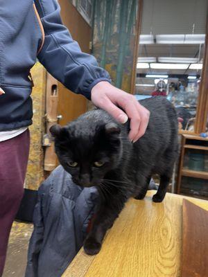 Mad Dogs and Crazy Cats