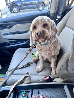 Nima & Sashi Pet Grooming Salon