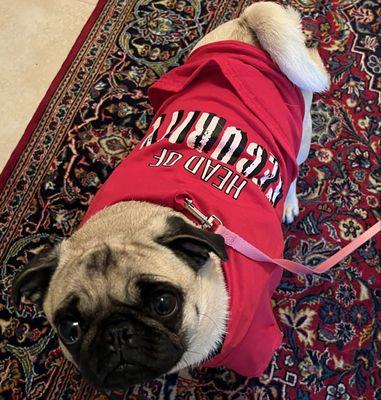 Springfield Animal Hospital