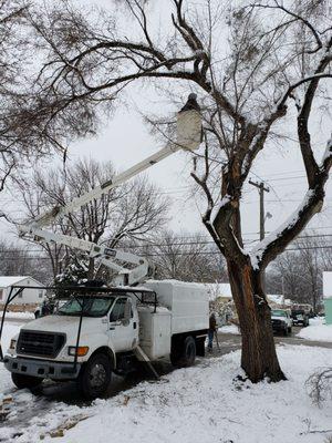 A-Alpha Tree Company