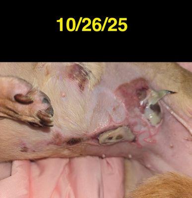 Bellevue Animal Clinic