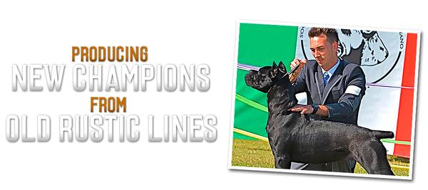 Blue Kings Cane Corso