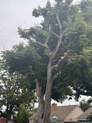 Pacific Coast Tree Experts