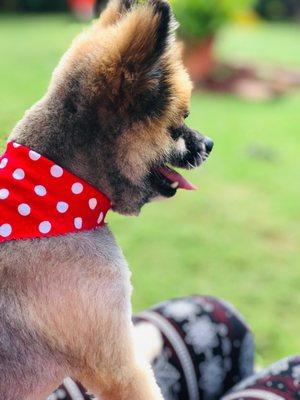 Paw Addicts Hawaii Pet Care Services