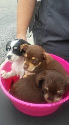 Kim's Mobile Animal Services