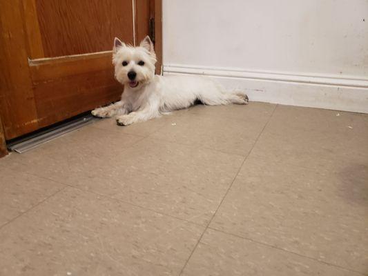 Benji’s Dog Grooming