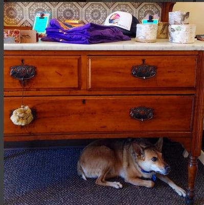 Foxey hangs out underneath the dresser waiting for treats.