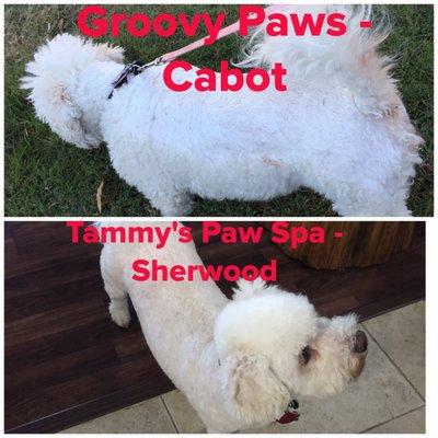 Groovy Paws Grooming