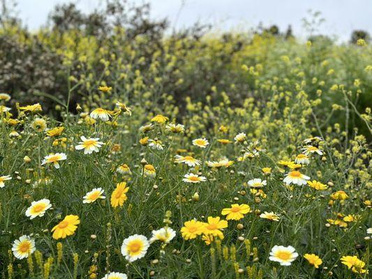 Aliso and Wood Canyons Wilderness Park