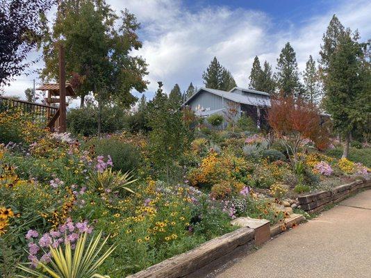 Bill's Apples Felices's Dolls