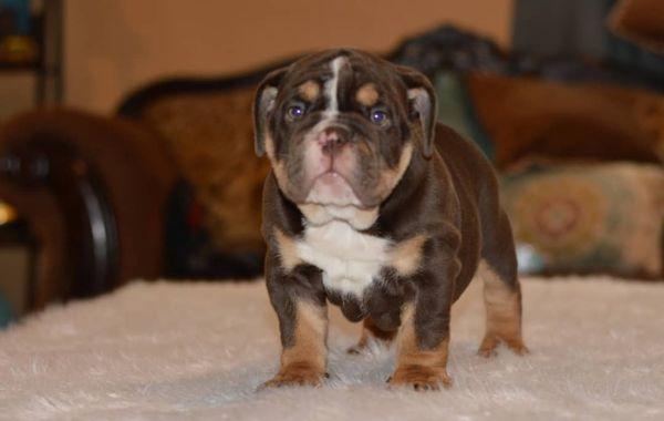 Mollie English Bulldog Pup
