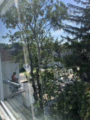 Patriot Tree Service