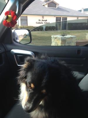 Ranger waiting on his boy!!!