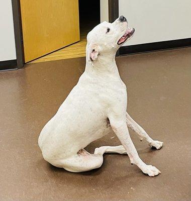 Petwell Veterinary Healthcare