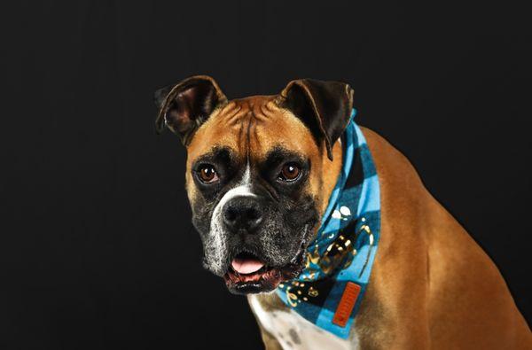 Pet Session Photography