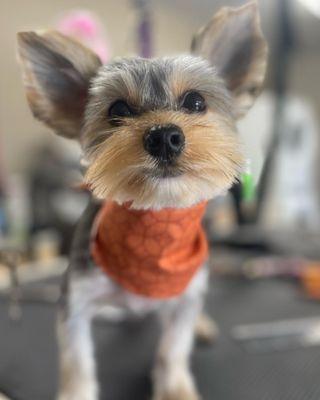 First Groom!
