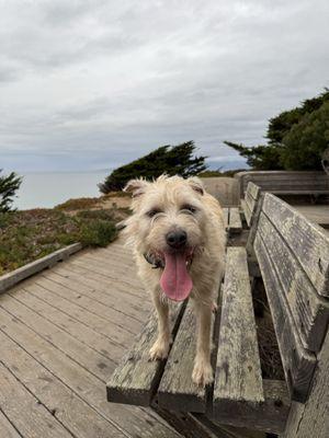 Loti
Mutt & Tumble ambassador
Love her so much!