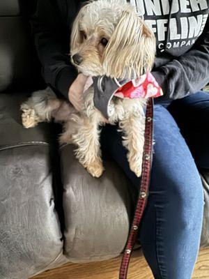 Photo of my yorkiepoo Bubby with a leash and a bandana