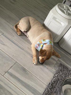 Olgui and Tiky Pet Grooming Mobile