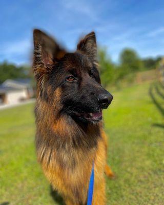 Themistocles arrived happy and healthy.