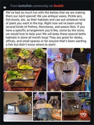 Betta Fish Tanks - Ad