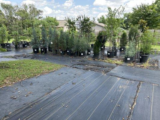 Green Sleeves Nursery