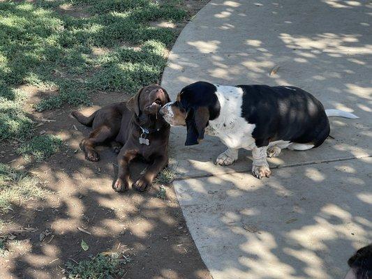 Making new friends at the Exeter Bark Park!