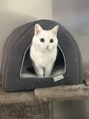 Alpharetta Veterinary Specialty & Emergency