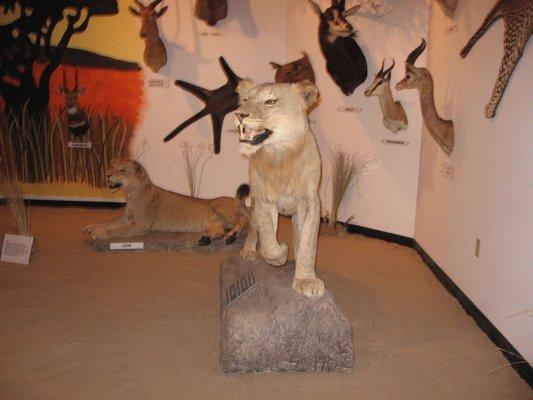 cattle killing main-less lion (male)