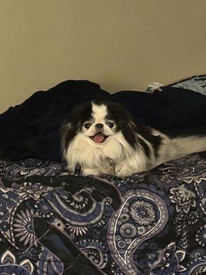 The Snazzy Schnauzers