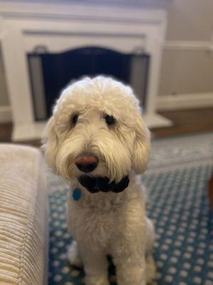 Woof Gang Bakery & Grooming Arlington