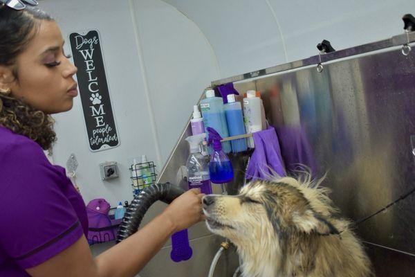 Royal Paw Spa