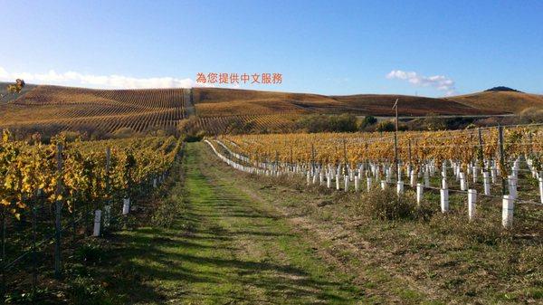 Wine Country Properties