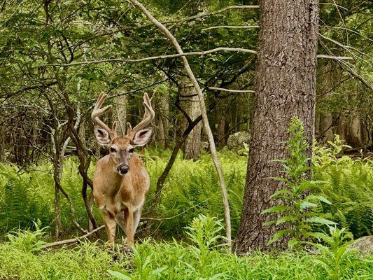 Just another day; another friendly Pennsylvania deer.