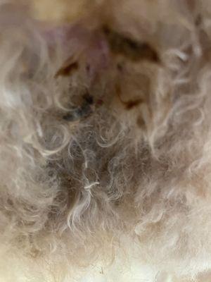 Top Hat and Tails Grooming