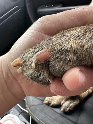 Doggie Style Pet Grooming