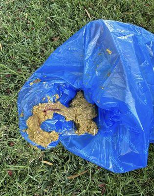 Sandy Pawz Dog House