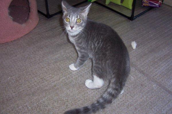 A frightened newcomer who will soon be a wonderful pet.