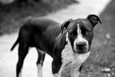 TRISTEN'S TALE PHOTOGRAPHY
because every dog has a story to tell...
872.218.1394
www.tristenstalephotography