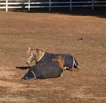 Two ponies soaking up the winter sun napping.