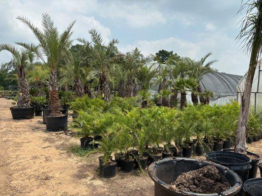 Rosehill Palms Landscaping & Garden Center