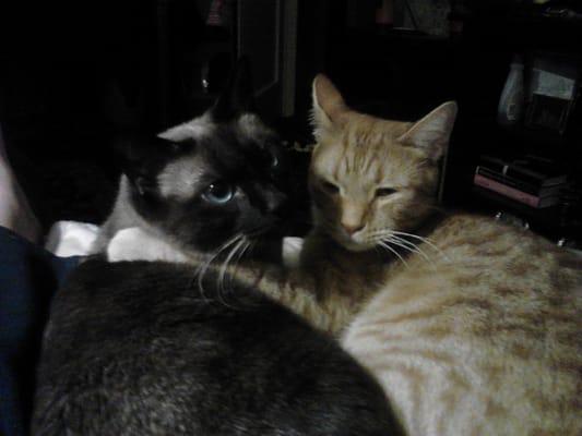 Animal Kingdom Veterinary Hospital