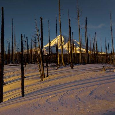 Wolverine Tracking Project on Mt Hood