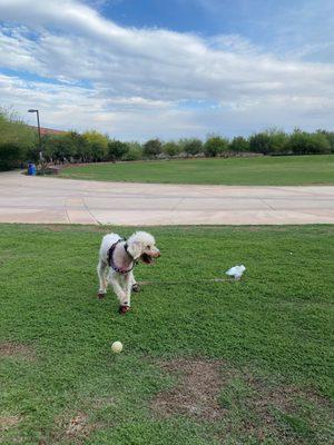 Open space, walking path