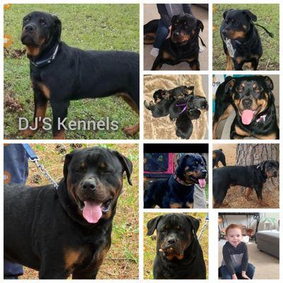 DJ's Kennels