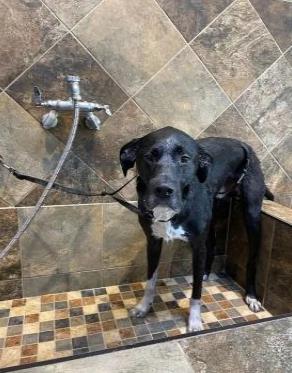 Pet Grooming Stations: Groom your pet at our pet grooming stations. Different size stations for all pet sizes.