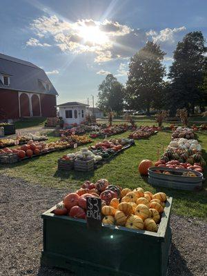 Pre-picked pumpkin patch