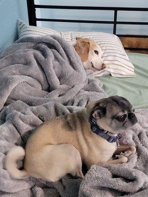 Affectionate Pet Care
