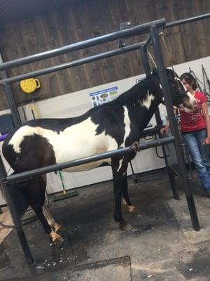 Our mare is getting checked out!